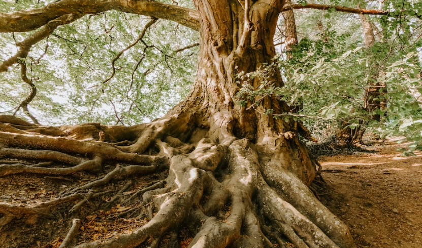 picture of old tree