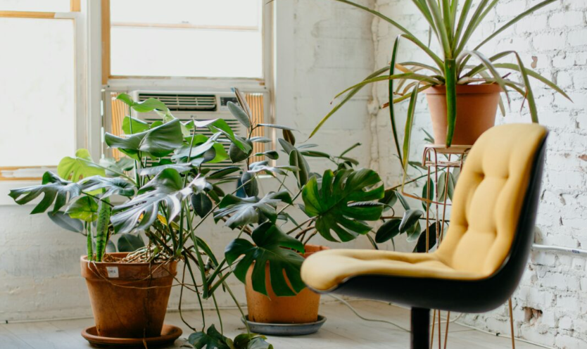 yellow rolling chair next to plants. business coach for therapists in frisco, texas to increase rates. best trauma therapist in frisco, texas.