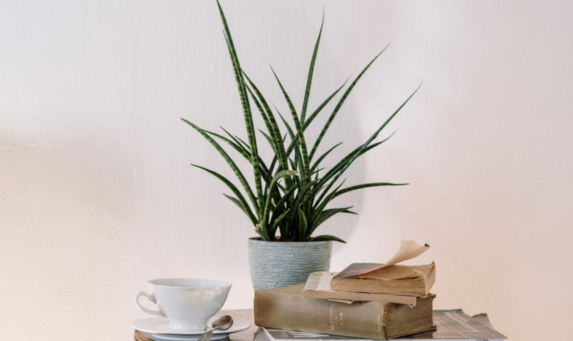 plant on table. business coach for therapists in frisco, texas to increase rates. best trauma therapist in frisco, texas.